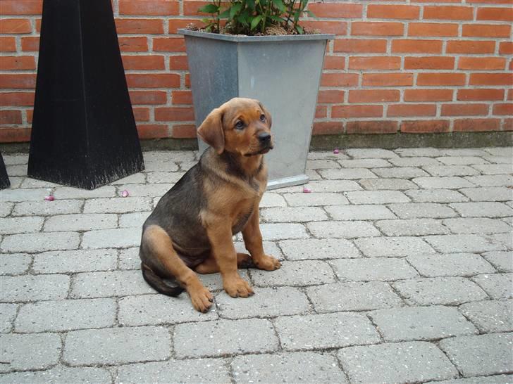 Blanding af racer * Cille * <3 billede 8