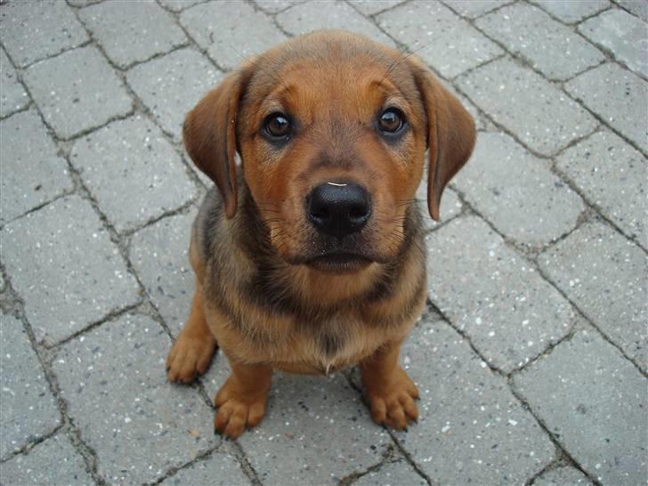 Blanding af racer * Cille * <3 billede 9