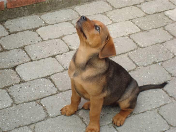 Blanding af racer * Cille * <3 billede 10