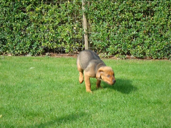 Blanding af racer * Cille * <3 billede 11