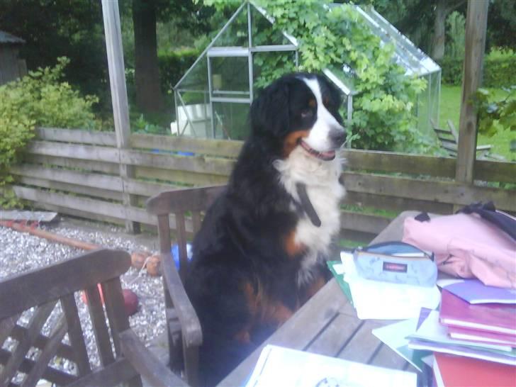 Berner sennenhund gainits asalie - nr. 8, når der er en meget spændende kat i haven og der er hegn skal man jo finde den hurtigste løsning på at få den af se? billede 8