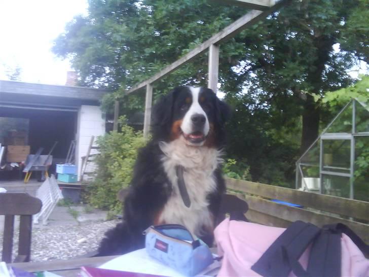Berner sennenhund gainits asalie - nr 9. ja, det samme som 8 xD billede 9
