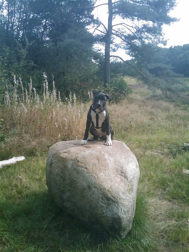 Amerikansk staffordshire terrier Chicco billede 9