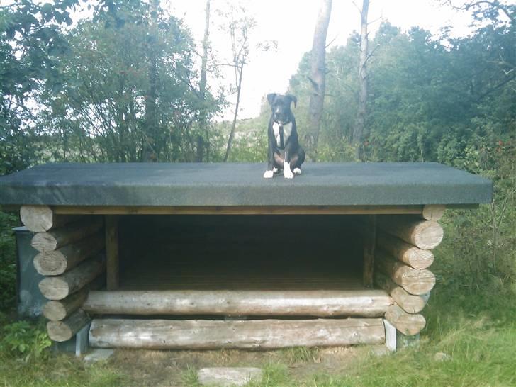 Amerikansk staffordshire terrier Chicco billede 10