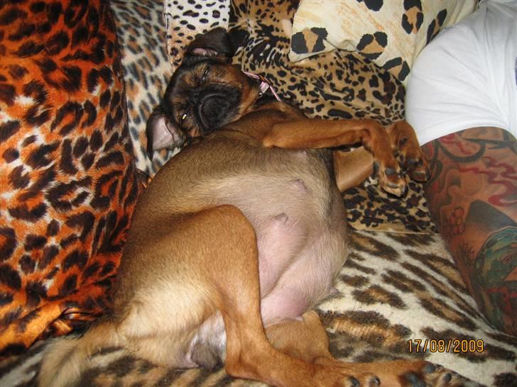 Griffon petit brabancon Arinka Silver Bells - Den 17-8. o9.  Gravide Trunte!! 1dag før hun fødte.. billede 10