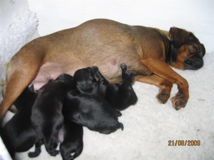 Griffon petit brabancon Arinka Silver Bells - Trunte-mor med sine fine små hvalpe!! 4 dage gamle... billede 11