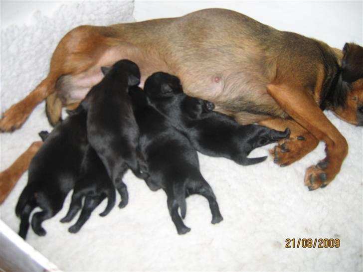 Griffon petit brabancon Arinka Silver Bells - Babyer født d.18-8.09 billede 12