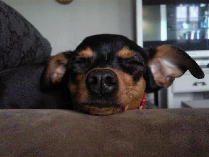 Prazsky krysarik Alma - puha det er hårdt og være lille billede 2