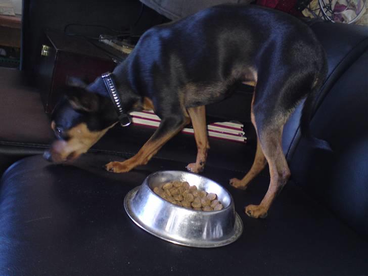 Prazsky krysarik Alma - Så skal der spises... billede 3