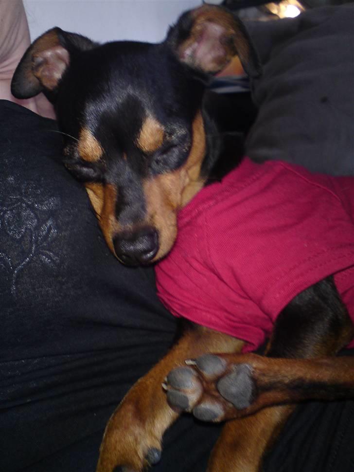 Prazsky krysarik Alma - Puttetid hos mor.... billede 4