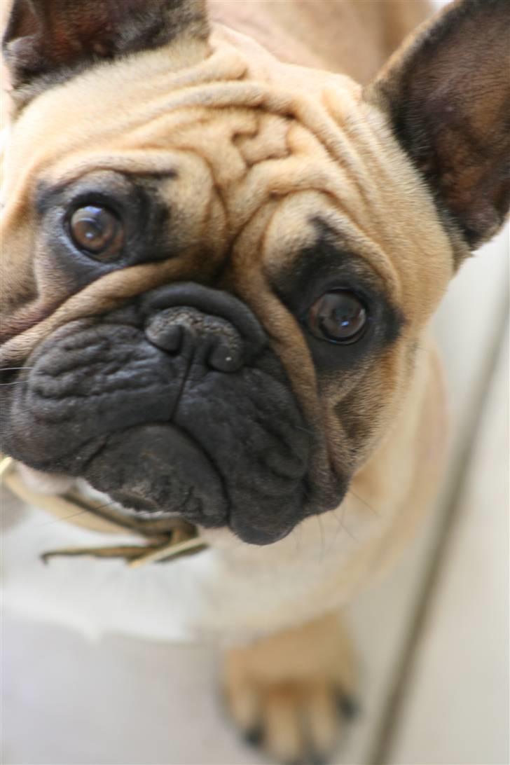 Fransk bulldog A´la´coccio´s Ædantjo - Jeg spekulerer altså ikke, jeg har bare så mange ryner!! billede 1