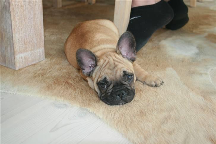 Fransk bulldog A´la´coccio´s Ædantjo - gik lige tør for energi billede 2