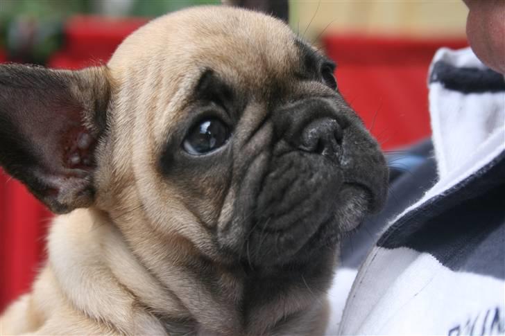 Fransk bulldog A´la´coccio´s Ædantjo billede 3