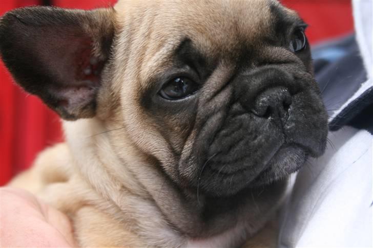 Fransk bulldog A´la´coccio´s Ædantjo billede 4