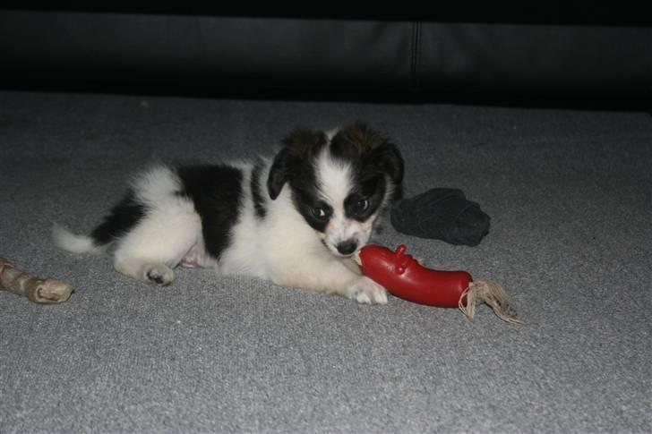 Papillon Zulu billede 1