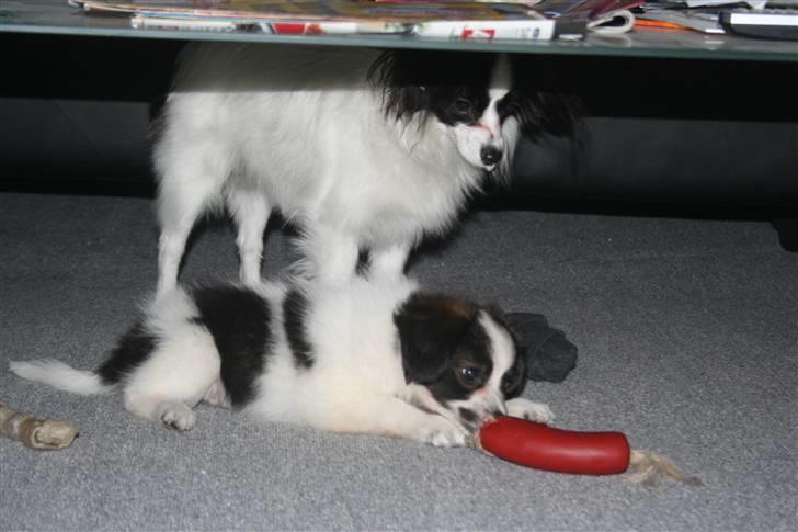 Papillon Zulu - Hah - jeg har pølsen! billede 2