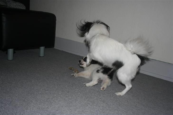 Papillon Zulu - Heeey jeg er kun en baby! billede 3