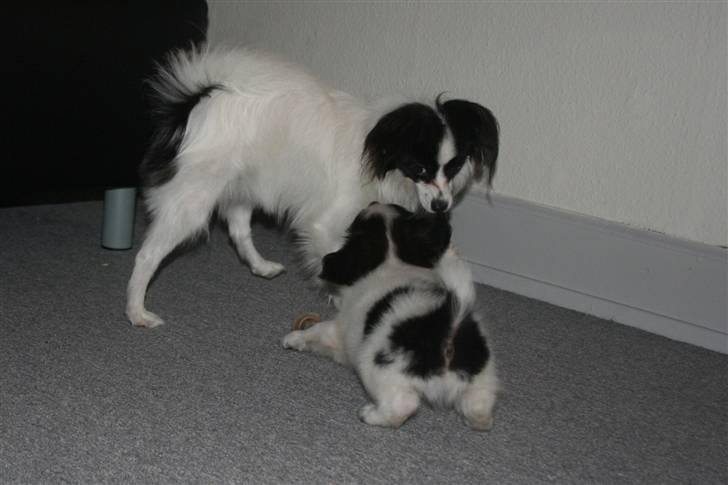 Papillon Zulu - Jeg tar dig, lige nu.. Vær meget bange! billede 4