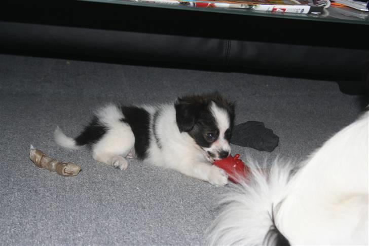 Papillon Zulu billede 5