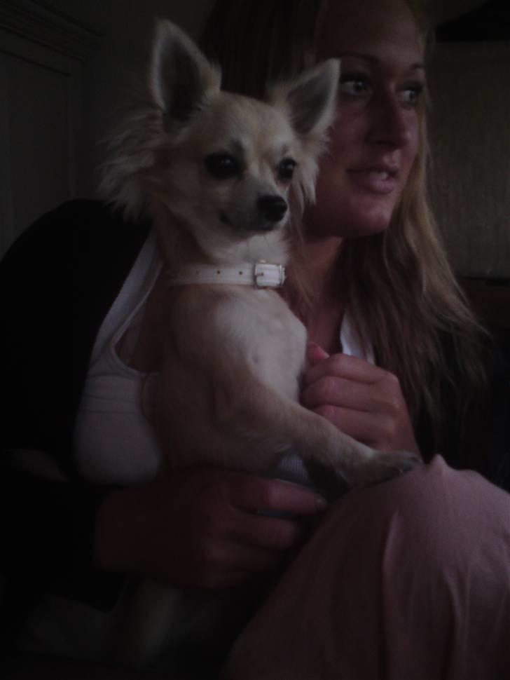 Chihuahua Mateus billede 7