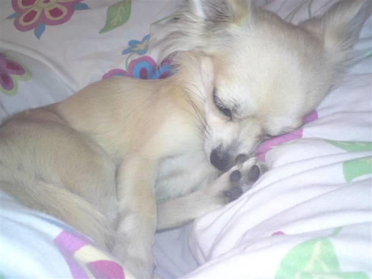 Chihuahua Mateus billede 8