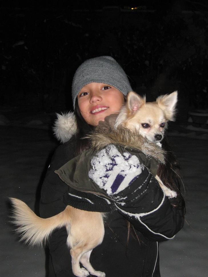 Chihuahua Mateus - mandy & min lille baby :) billede 9