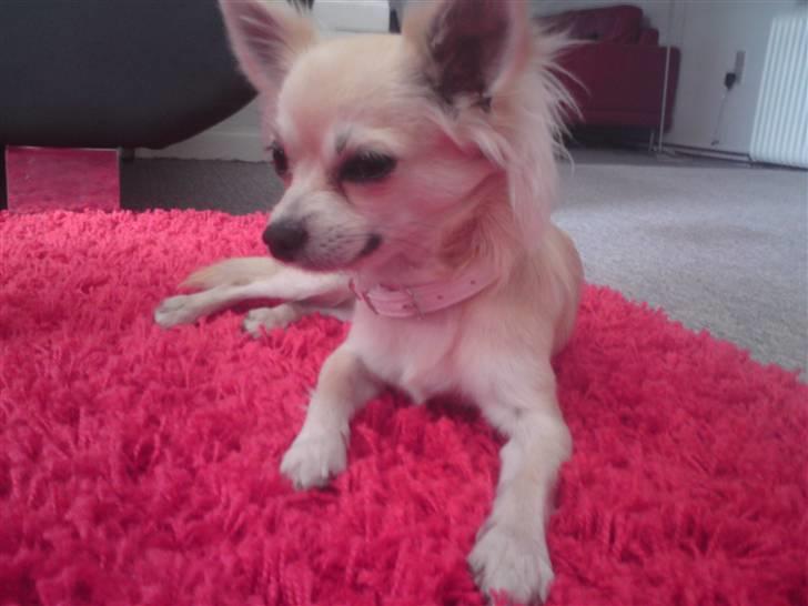 Chihuahua Mateus billede 10