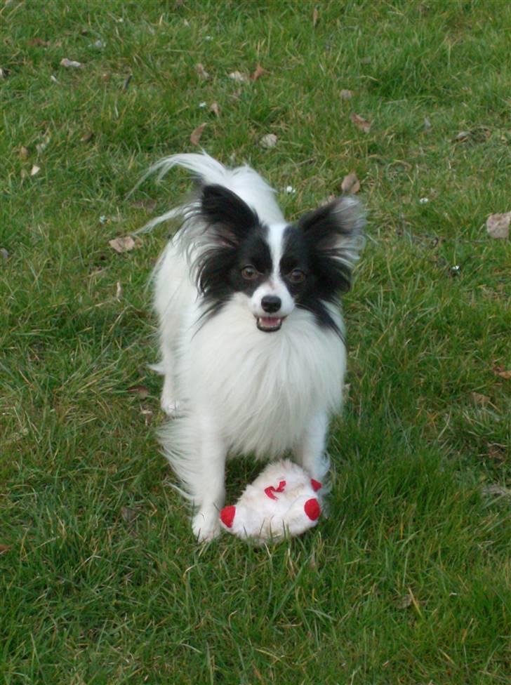 Papillon Gilbert - Han elsker at lege med sin bamse billede 1