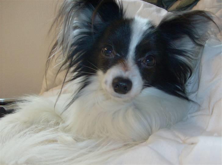 Papillon Gilbert - Gilbert lige når han er vågnet fra sin skønhedssøvn billede 2