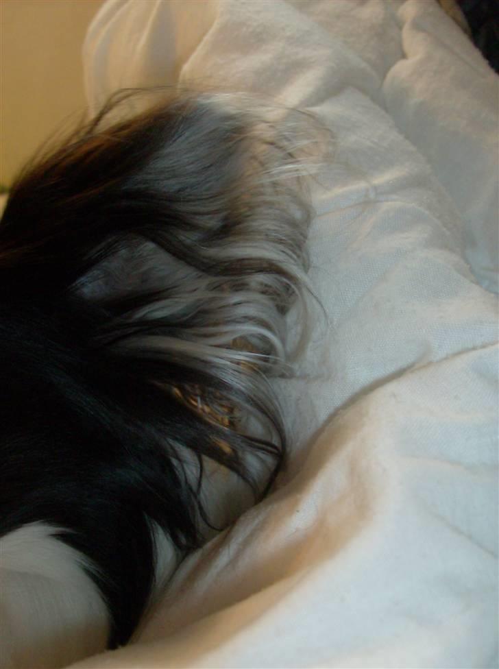 Papillon Gilbert - Jeg elsker de hvide hår på hans sorte øre, det er så sødt. billede 3