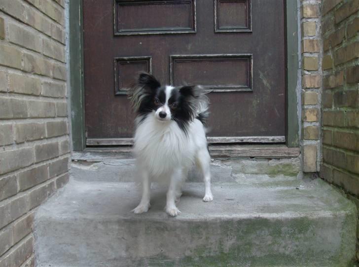 Papillon Gilbert - Gilbert løber altid op af tappen, nogle gange så hurtigt at han falder. billede 4