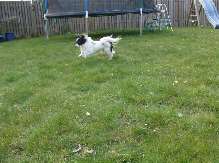 Papillon Gilbert - Fuld fart fremad:) billede 5