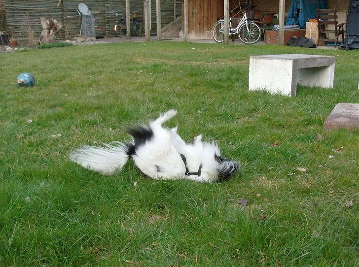 Papillon Gilbert - Også lige en rulletur:p billede 6