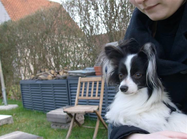 Papillon Gilbert - Der skal også være tid til en lille pause i armene på mor:) billede 7