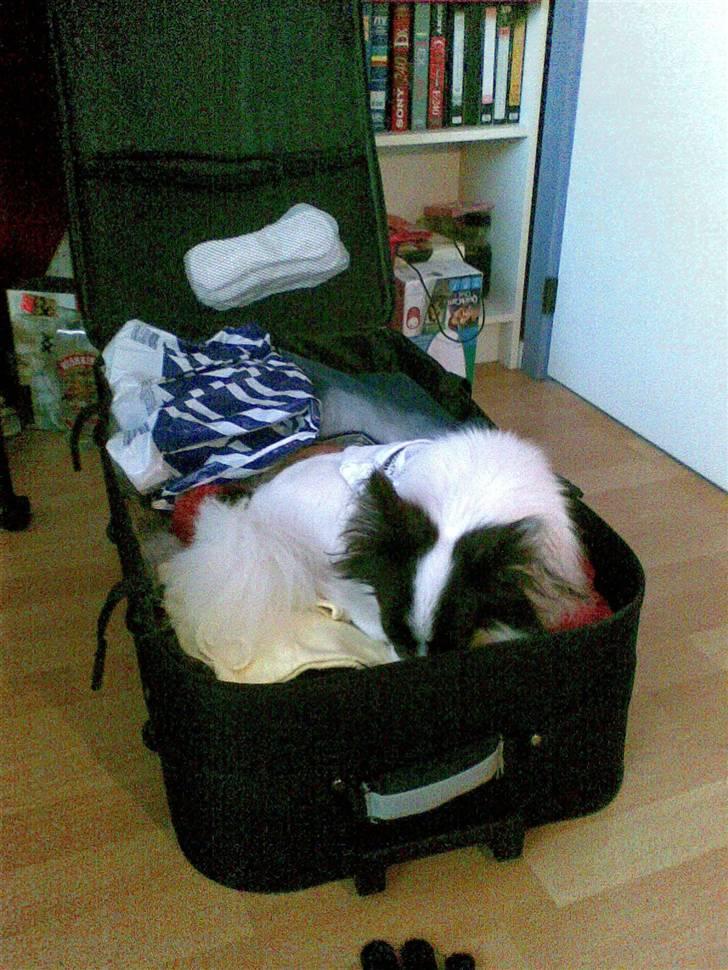 Papillon Gilbert - "Mor opdager ikke at jeg gemmer mig her nede, for jeg vil med!" billede 8