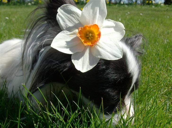 Papillon Gilbert - Han er lidt en blomstre dreng billede 9