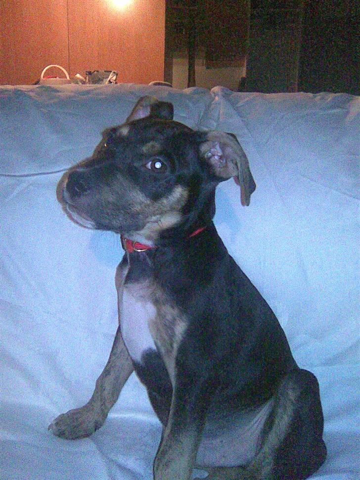 Amerikansk staffordshire terrier Lucifer billede 1