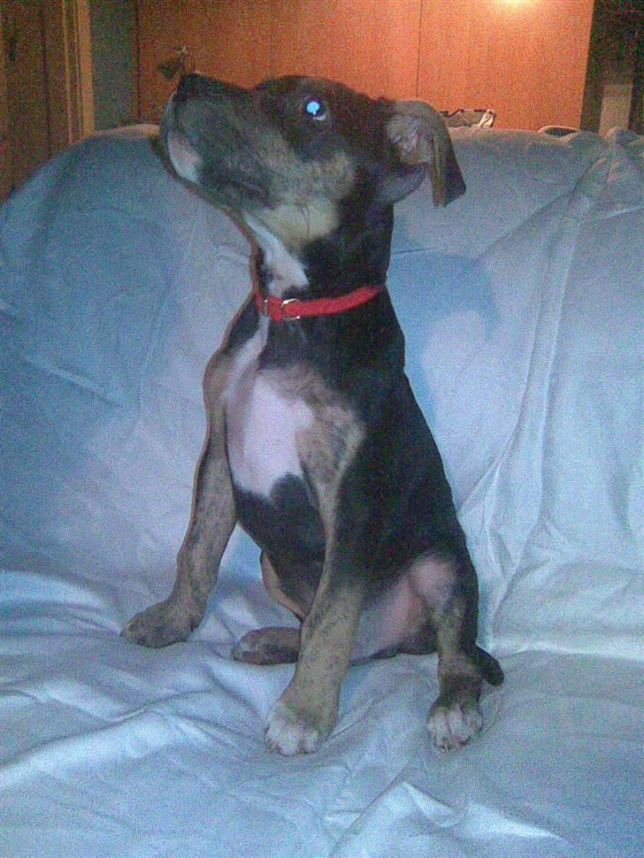 Amerikansk staffordshire terrier Lucifer billede 2