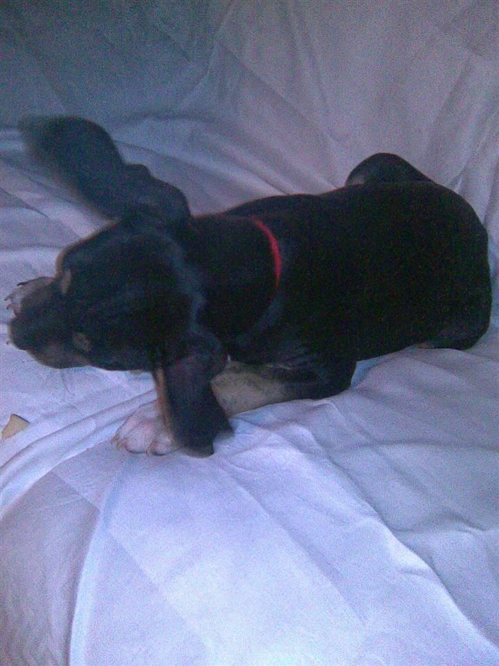 Amerikansk staffordshire terrier Lucifer billede 3