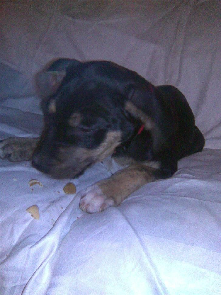 Amerikansk staffordshire terrier Lucifer billede 4