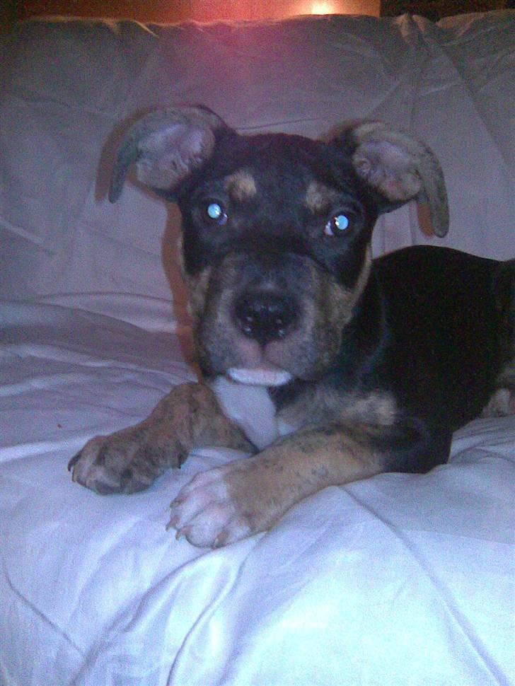 Amerikansk staffordshire terrier Lucifer billede 5