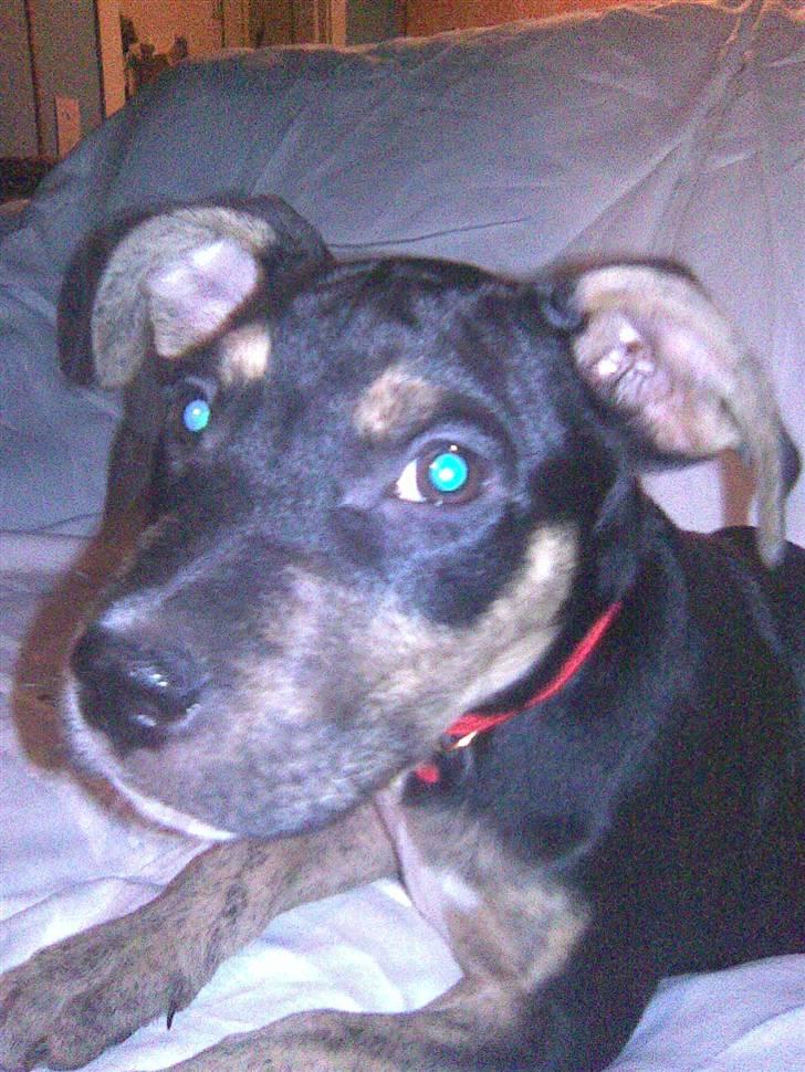 Amerikansk staffordshire terrier Lucifer billede 6