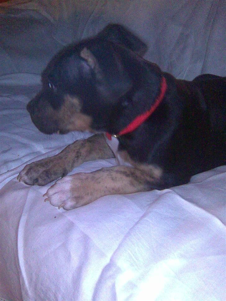 Amerikansk staffordshire terrier Lucifer billede 7