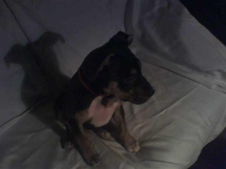 Amerikansk staffordshire terrier Lucifer billede 8