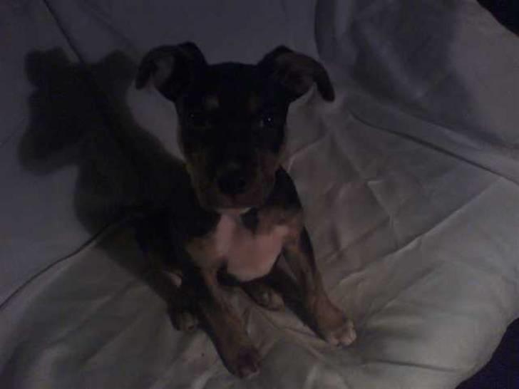 Amerikansk staffordshire terrier Lucifer billede 9