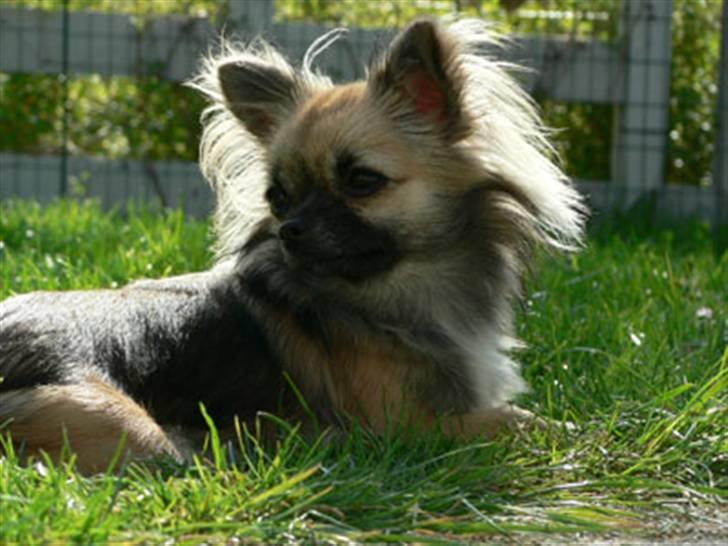 Chihuahua Tyra billede 1