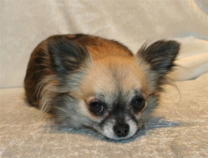 Chihuahua Tyra billede 2
