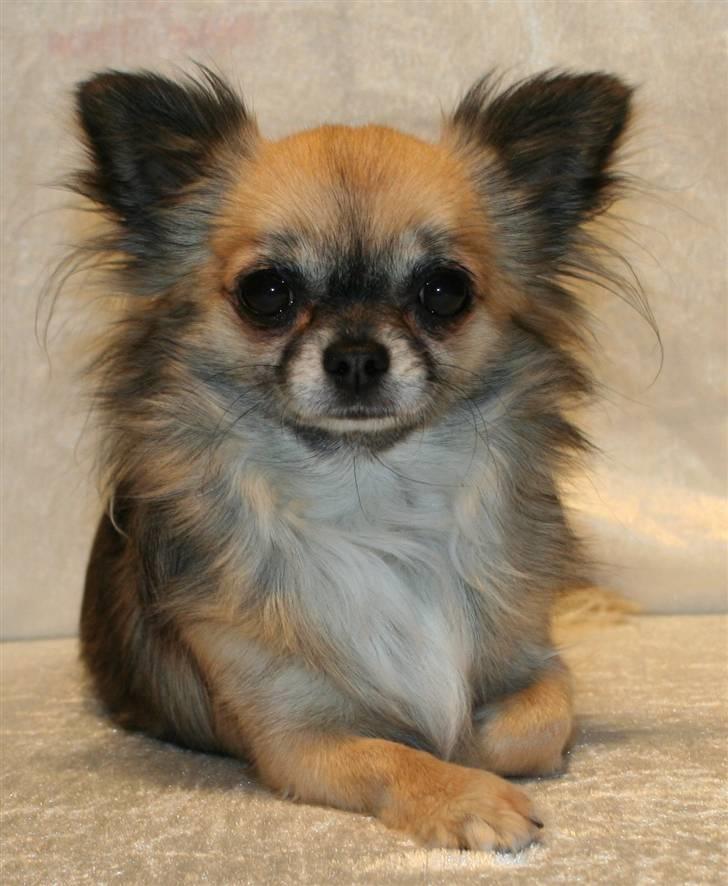 Chihuahua Tyra billede 3