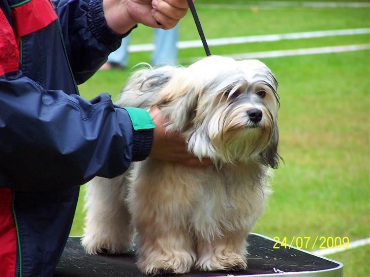 Bichon havanais Cindy - Til udstilling i Grenå 2009 billede 11