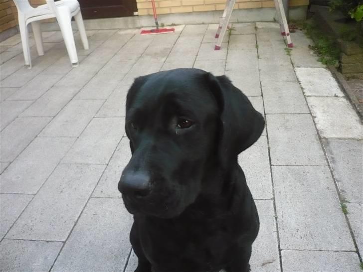 Labrador retriever misse billede 9